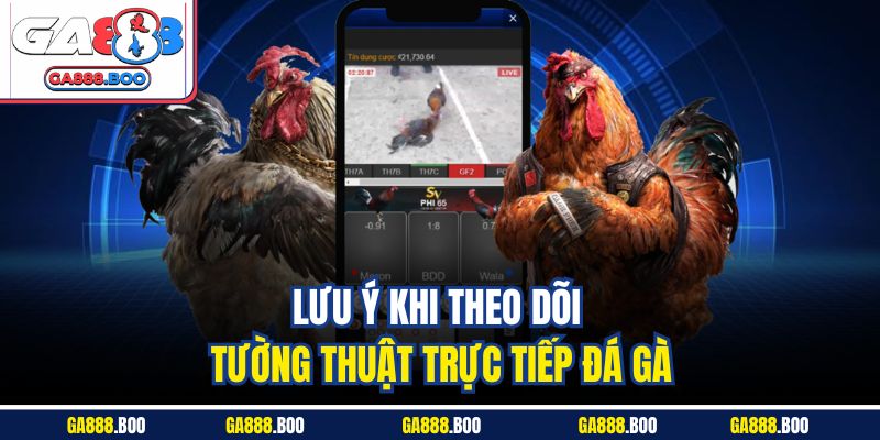 Lưu ý khi theo dõi tường thuật trực tiếp đá gà