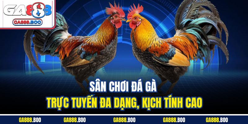 Sân chơi đá gà trực tuyến đa dạng, kịch tính cao